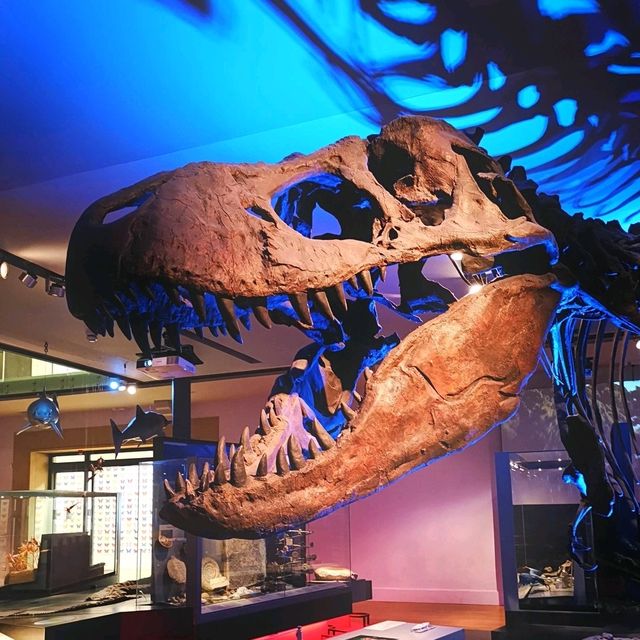 Exploring History and Heritage: A Journey Through Newcastle's Great North Museum