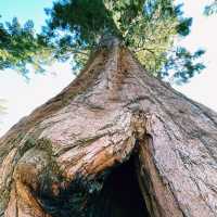 🚗 Transportation Tips for Visiting Sequoia National Park
