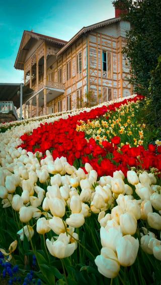 🌳 Emirgan Grove (Emirgan Korusu), Sarıyer – A Bosphorus-Side Oasis