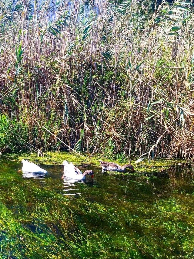 Azmak River, Akyaka: Crystal Waters & Natural Serenity