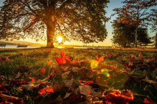 🌸 When is the best time to visit Vancouver: cherry blossoms, whales, or golden autumn?