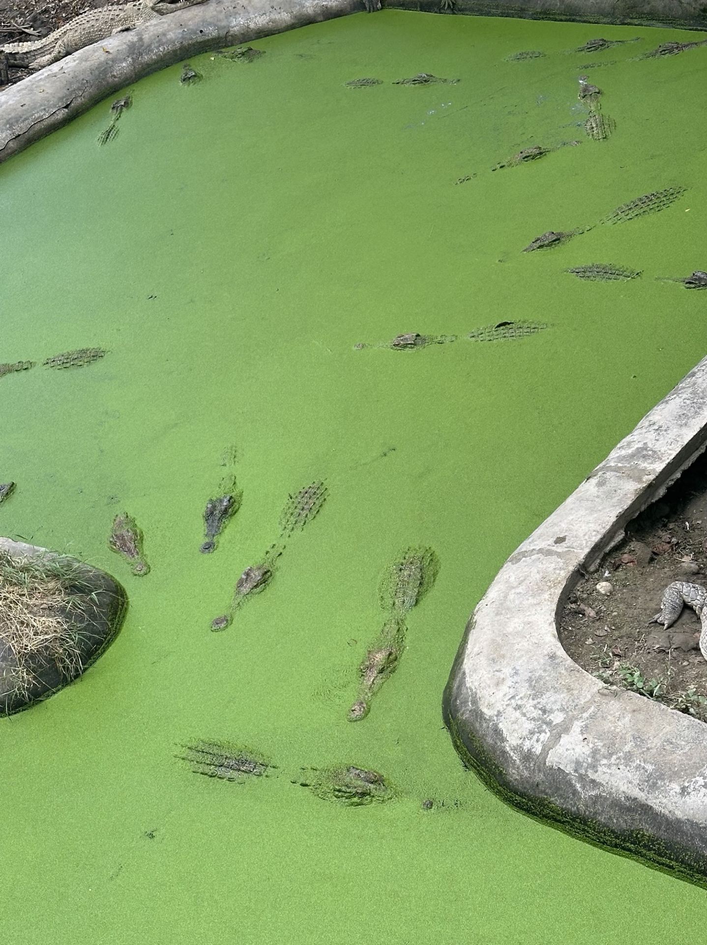 How many… WHAT?! CROCODILES