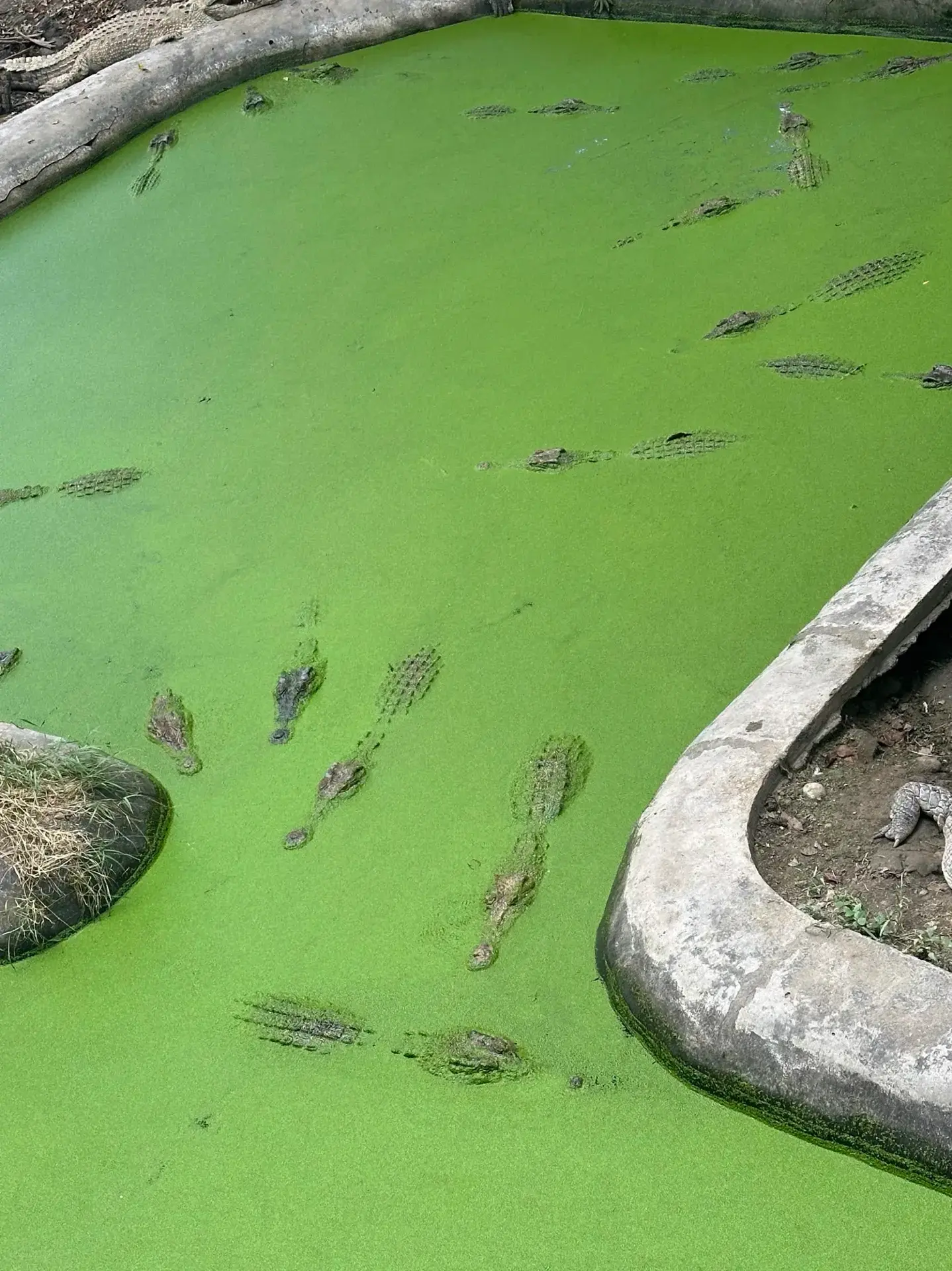 How many… WHAT?! CROCODILES