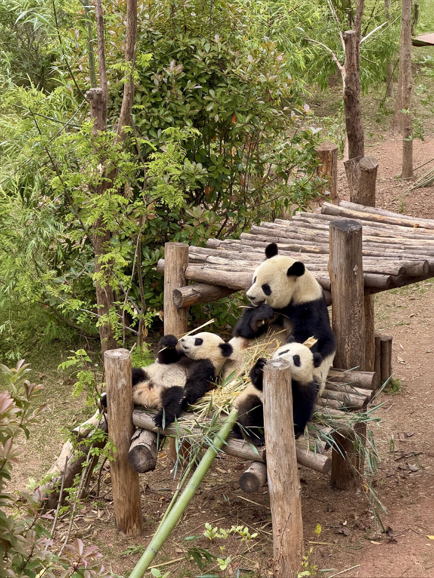 A Local Discovery in Chengdu: Pandas! 🐼 