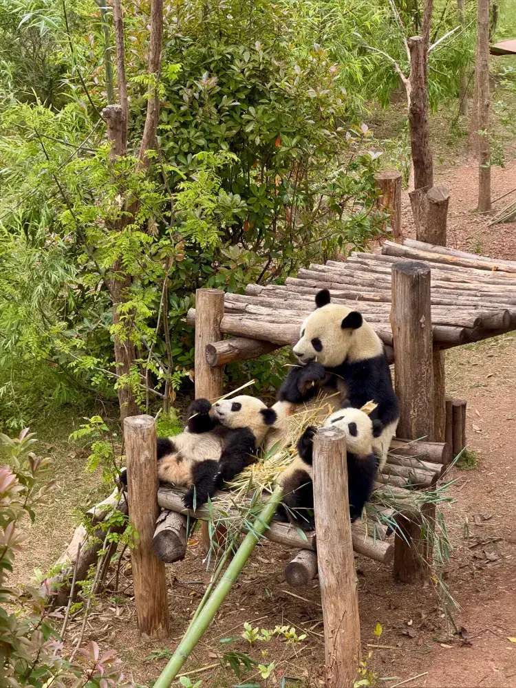成都で見つけた地元の発見:パンダ!🐼