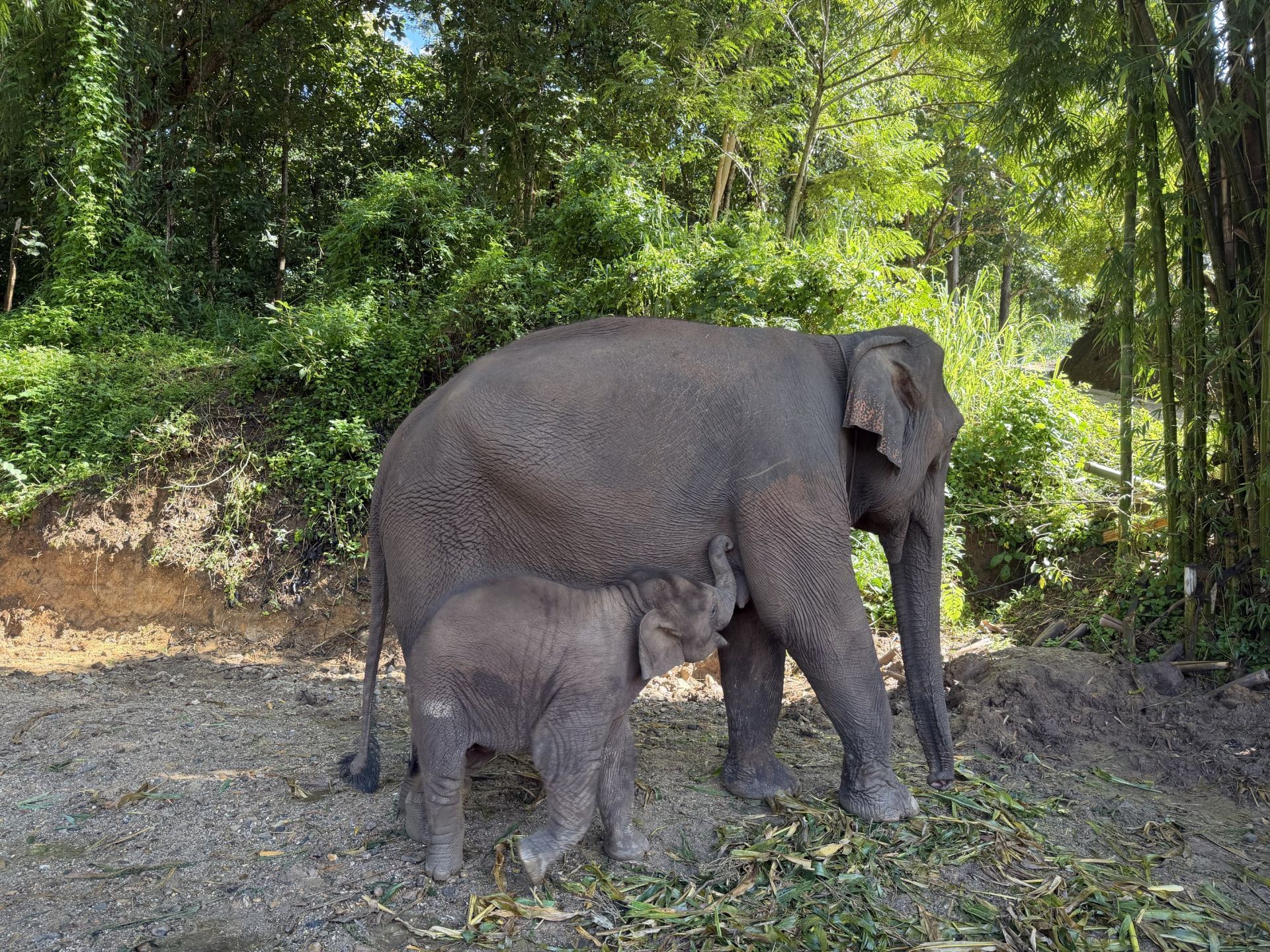 Follow Trip.com's recommendations for a fantastic experience at Kocho Elephant Park in Chiang Mai!