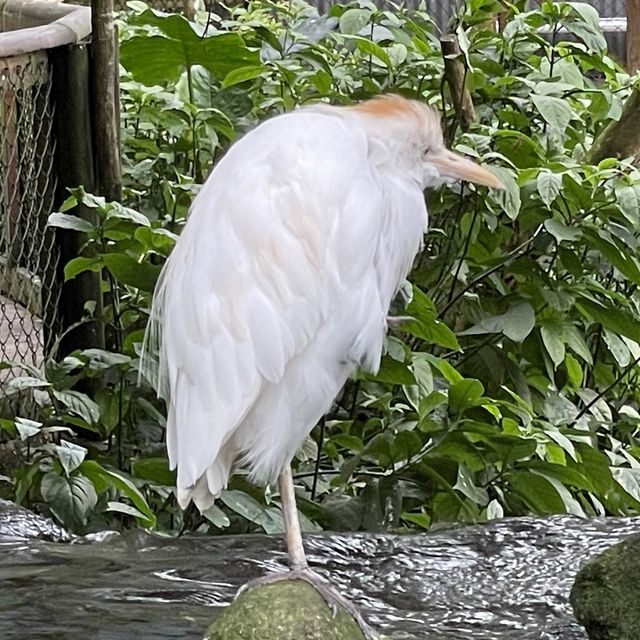 Kuranda Bird World - Cheeky and Colorful