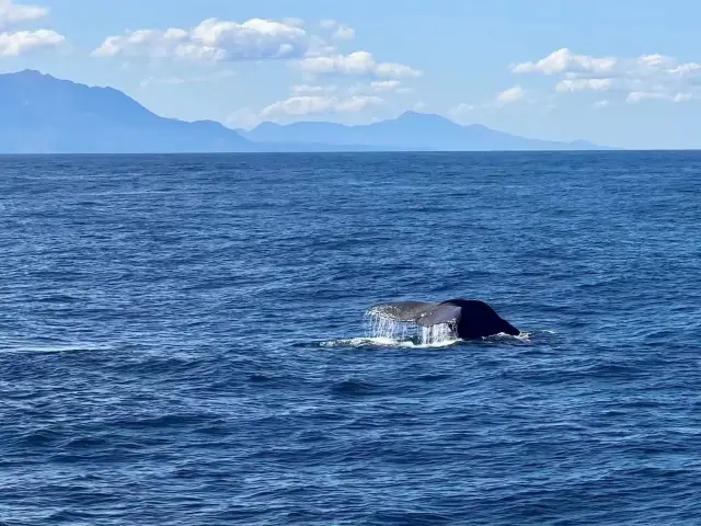 去新西蘭觀鯨還是觀星啊 ？