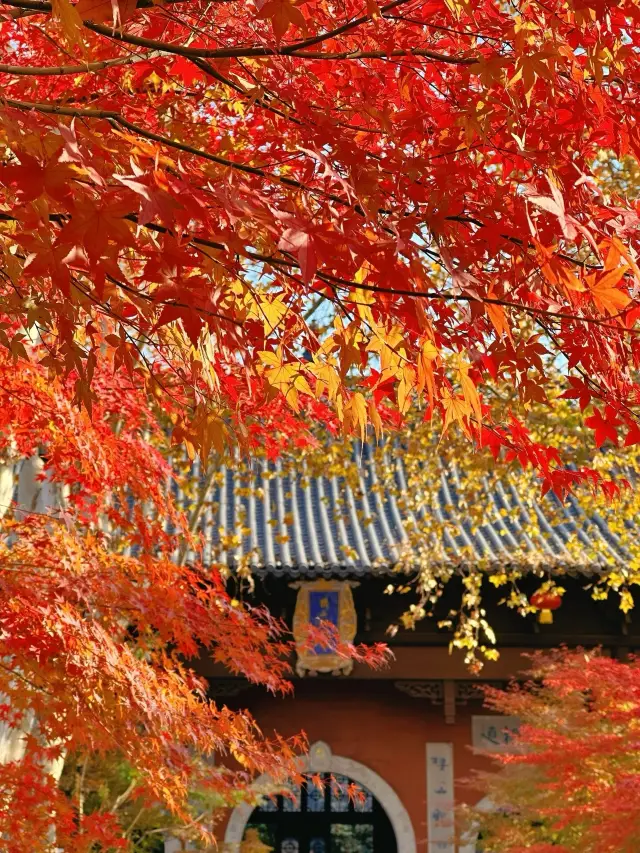 Let's go to Qixia Mountain to enjoy the maple leaves next month
