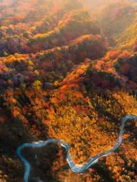光霧山紅葉之旅：感受秋天的視覺盛宴