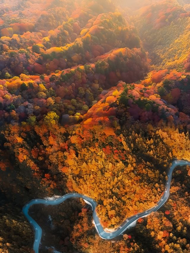 光霧山紅葉之旅：感受秋天的視覺盛宴