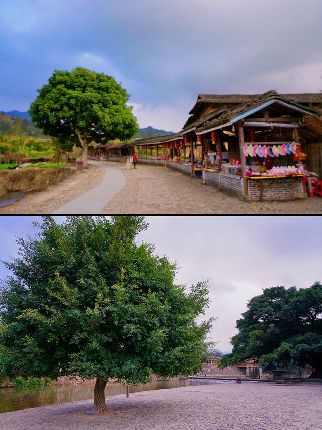 為了看這一棵千年榕樹，我來了雲水謠