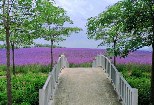 花的海洋，忻城薰衣草莊園！