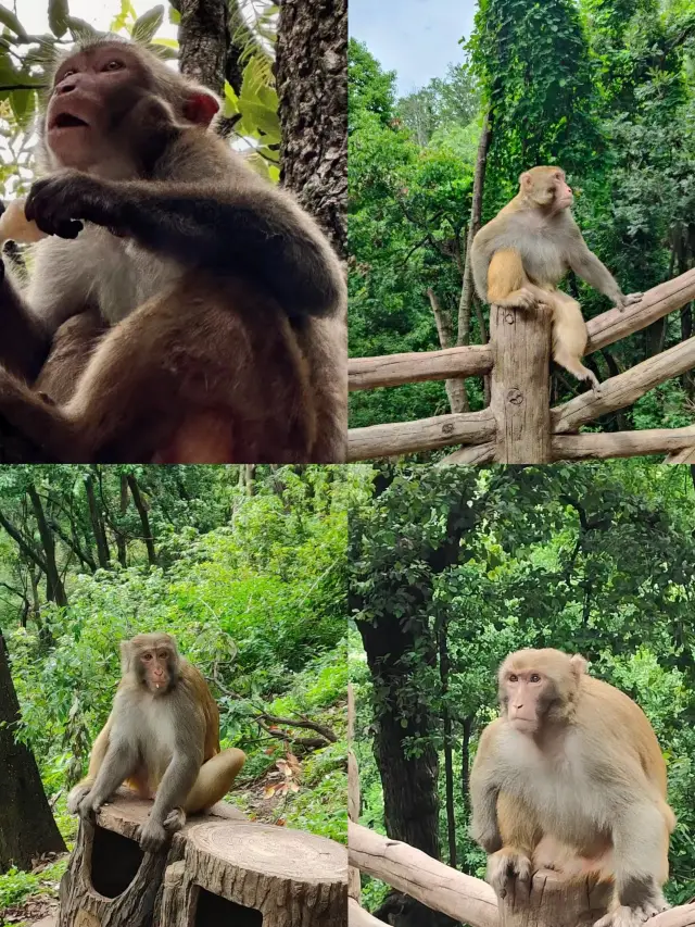 후산에 가서 산을 오르세요, 그 삶을 포기하는 후산을 오르세요