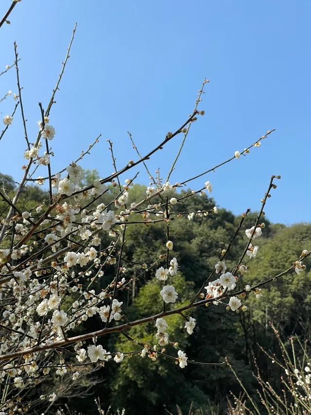 快去看白雲山梅花開了不用門票