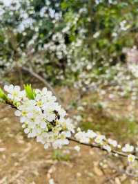 桂峰山下李花開……