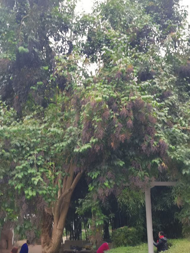 特種兵德陽一日遊