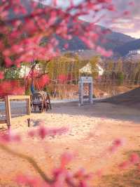 3月杭州周邊千畝梅園花盛期!!
