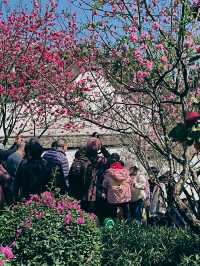 烏山風景區，賞花好去處