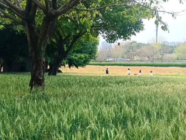 สวนดอกไม้ฟูโจวในฤดูใบไม้ผลิ ลมพัดผ่านทุ่งข้าวสาลี