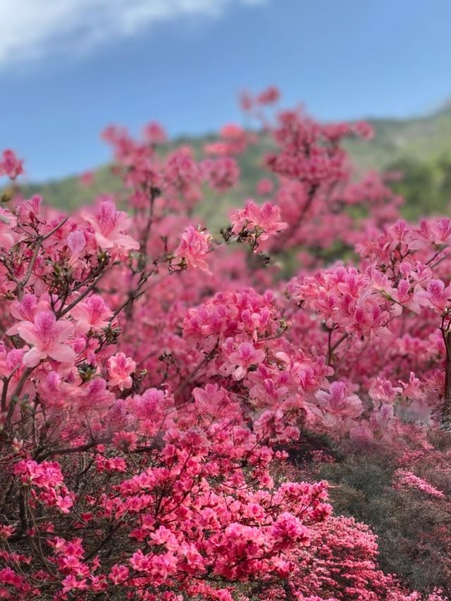 終於在對的時間來到對的地方：雲霧山杜鵑花海