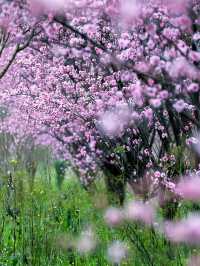 四川最美梅花地大公開