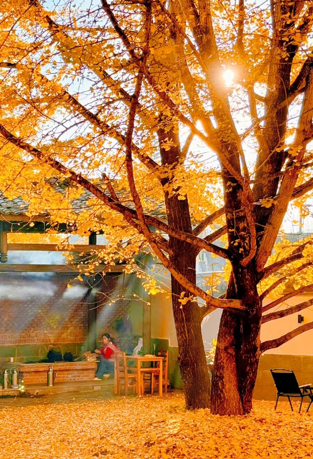 雲南騰沖看銀杏，享受金色童話世界，過最浪漫的秋天