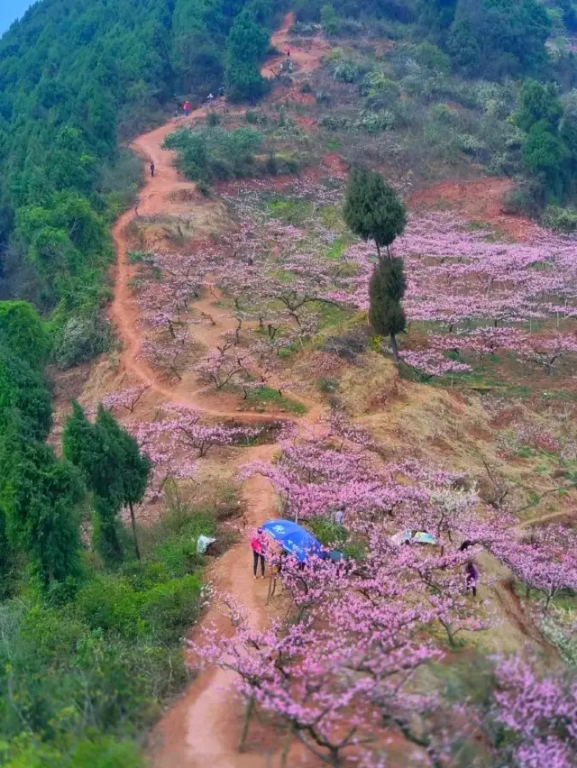 Cherry Blossom in Chengdu!