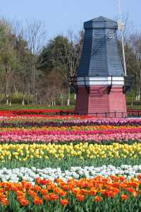 掉進油畫裡這片鬱金香太美寧波植物園