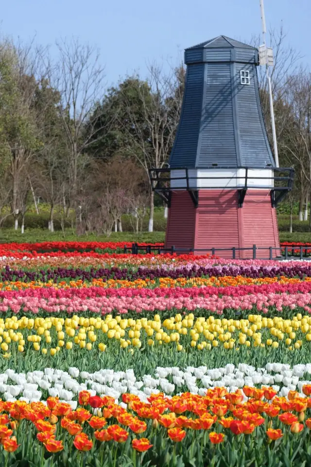 The tulips in this oil painting are so beautiful at Ningbo Botanical Garden