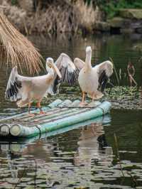 萌化了周末去動物園邂逅春日小美好