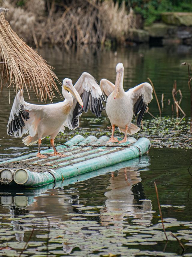 萌化了周末去動物園邂逅春日小美好