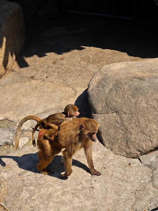 上海野生動物園一日遊