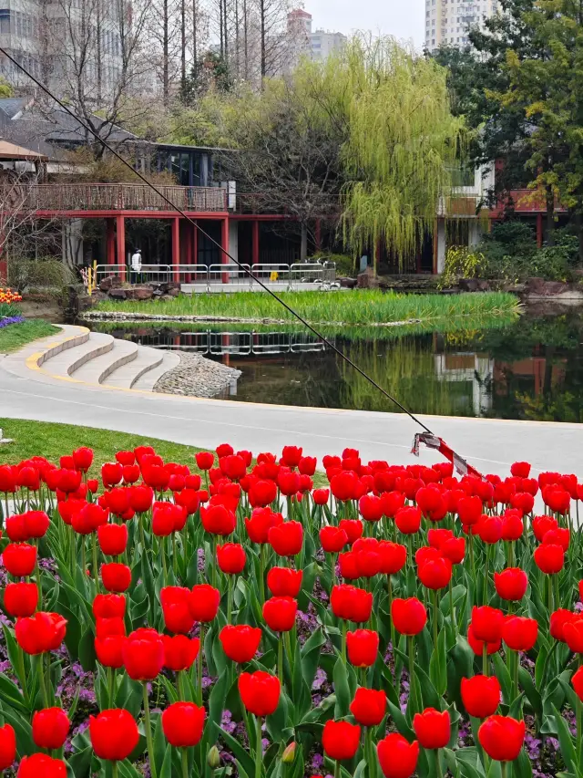 I stroll along the riverside flower path | A free one-day flower viewing tour on both sides of the riverside