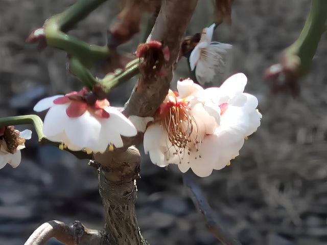 辰山植物園4-6月去更美哦！