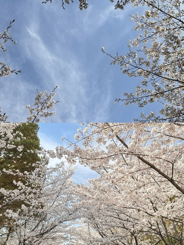 高東櫻花節，快來玩