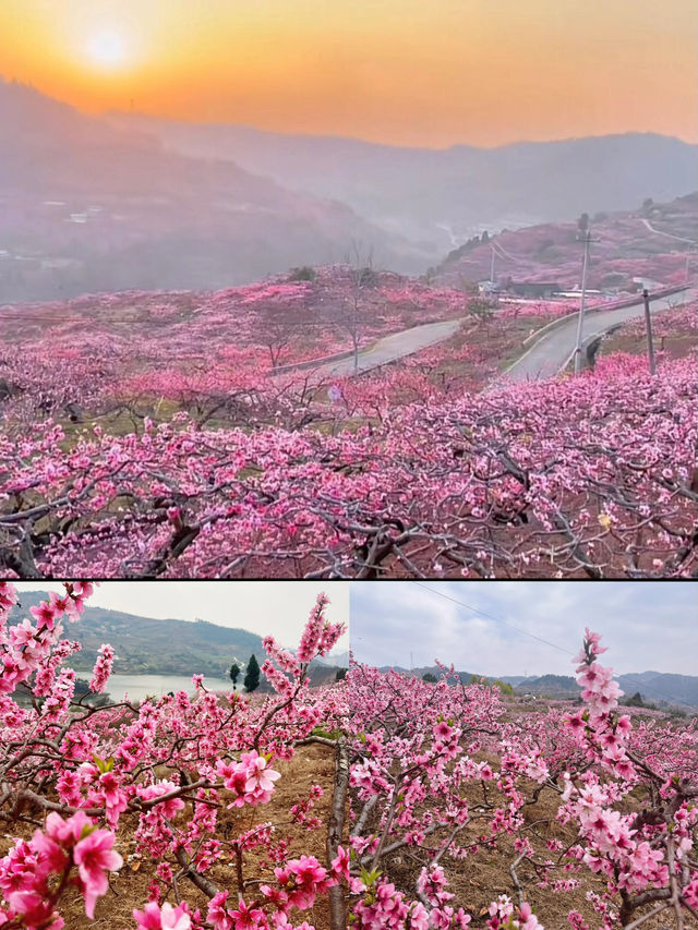春有約，花不誤，年年不相負-四川賞花攻略