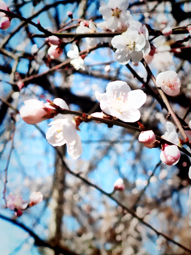 隨春天的腳步來豐慶公園一同感受暖陽、鮮花吧