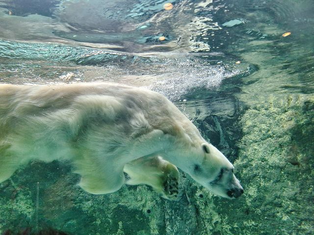 旭川旭山動物園之行