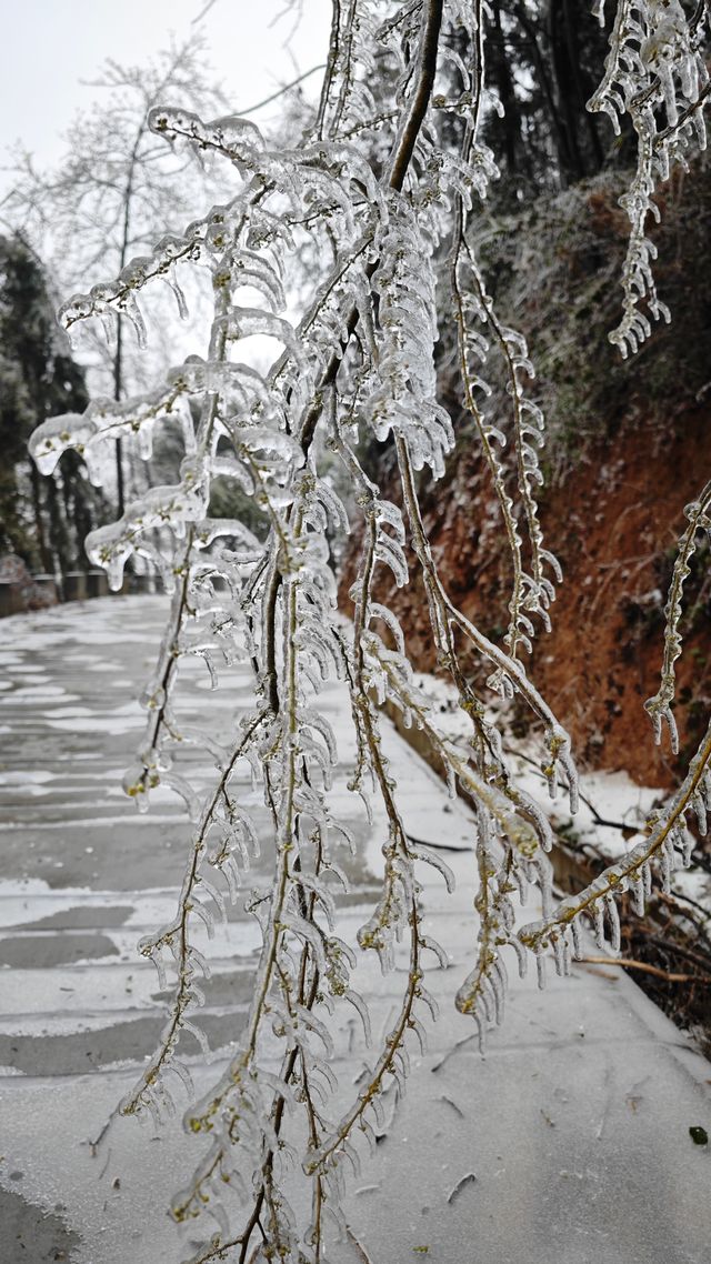 最美雪景｜春天冻雨覆蓋下的東林寺淨土苑