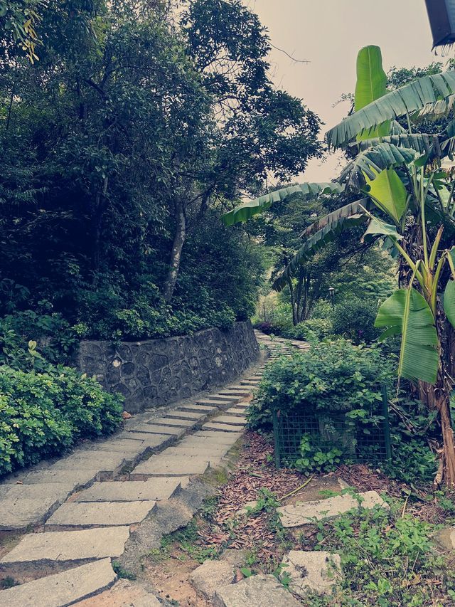 深圳徒步|週末來爬陽台山啦和我的爬山搭子日常