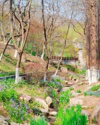 青島植物園，人少花又美
