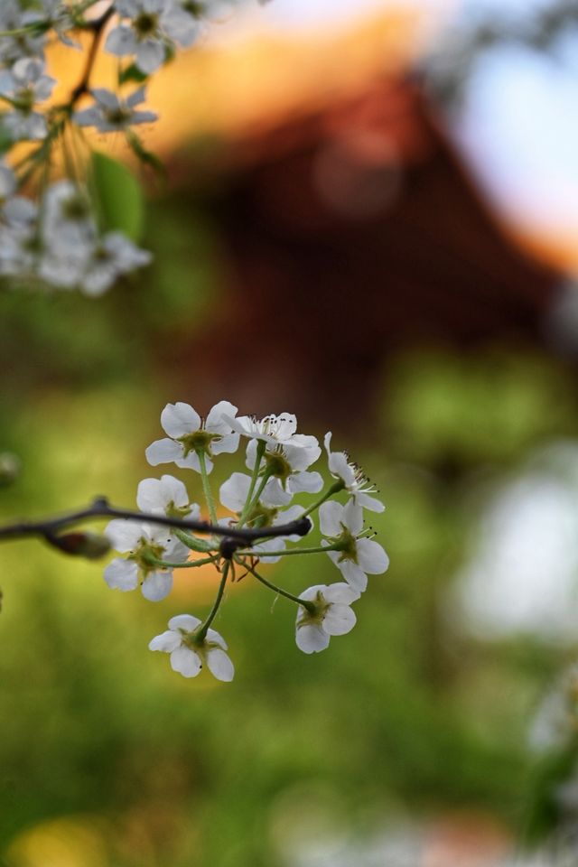 千年古刹石室禅院