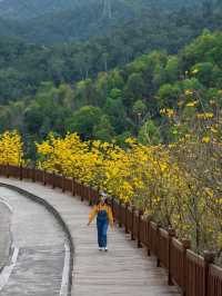 開滿黃花風鈴木的國家森林公園