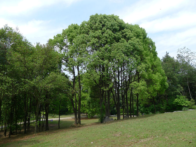 樟林秘境——登高雲山·雲繞迷樟