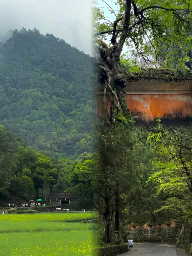 Mount Tiantai Spiritual Journey: Visiting Guoqing Temple and Surrounding Scenery