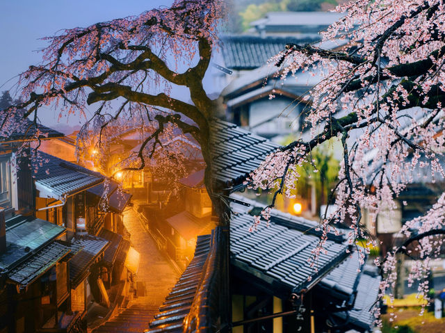 4:00起床拍到了日本京都櫻花氛圍感天花板