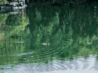 成都棠湖公園「柔枝恰恰語流鶯，西府名花冠蜀城