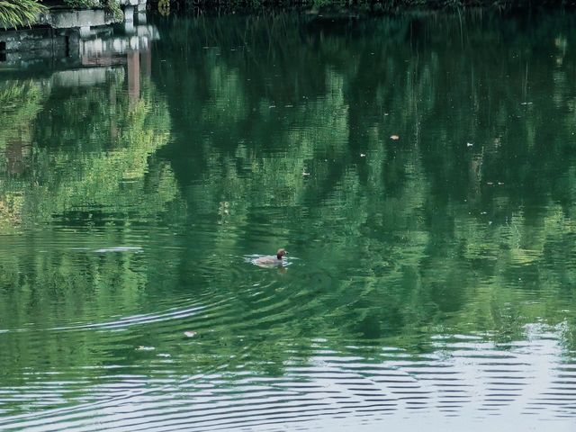 成都棠湖公園「柔枝恰恰語流鶯，西府名花冠蜀城