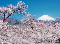 Oboshy Nature and Hanami